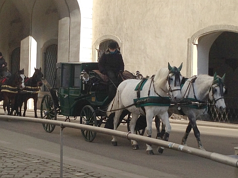 Horses in Vienna