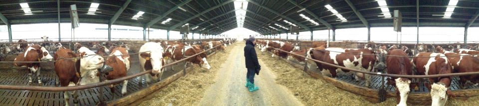 Dairy cattle barn