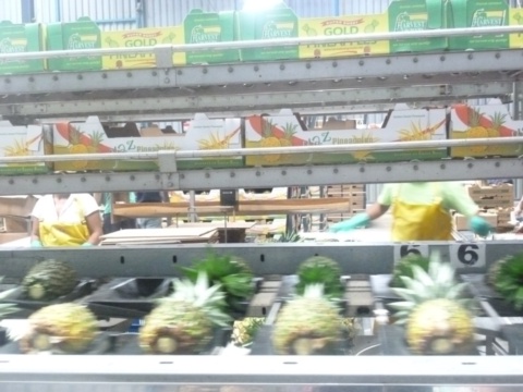 Pineapple processing plant