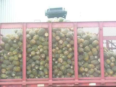 "Defective" pineapples to be processed