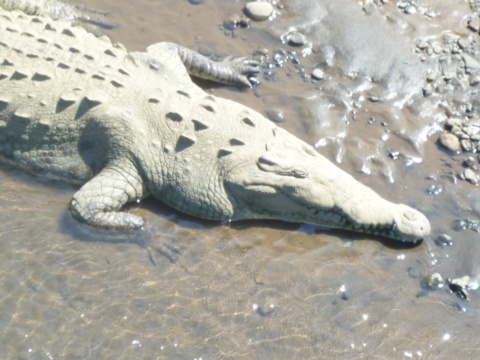 Crocodile on the Tarcoles River