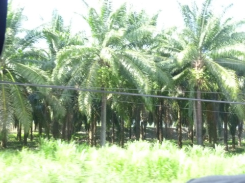 African Palm Tree Field