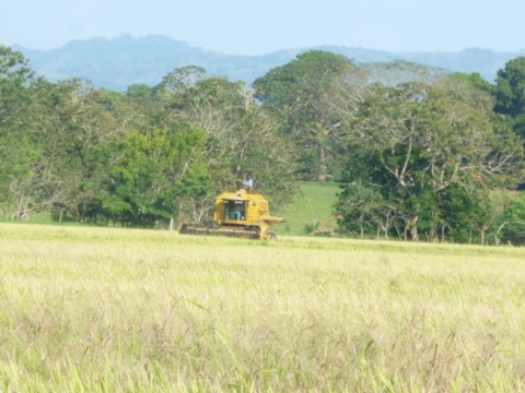 Rice field being harvested