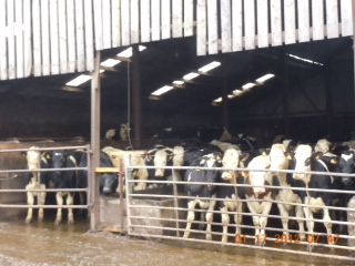 visit the Affleck Dairy Farm 