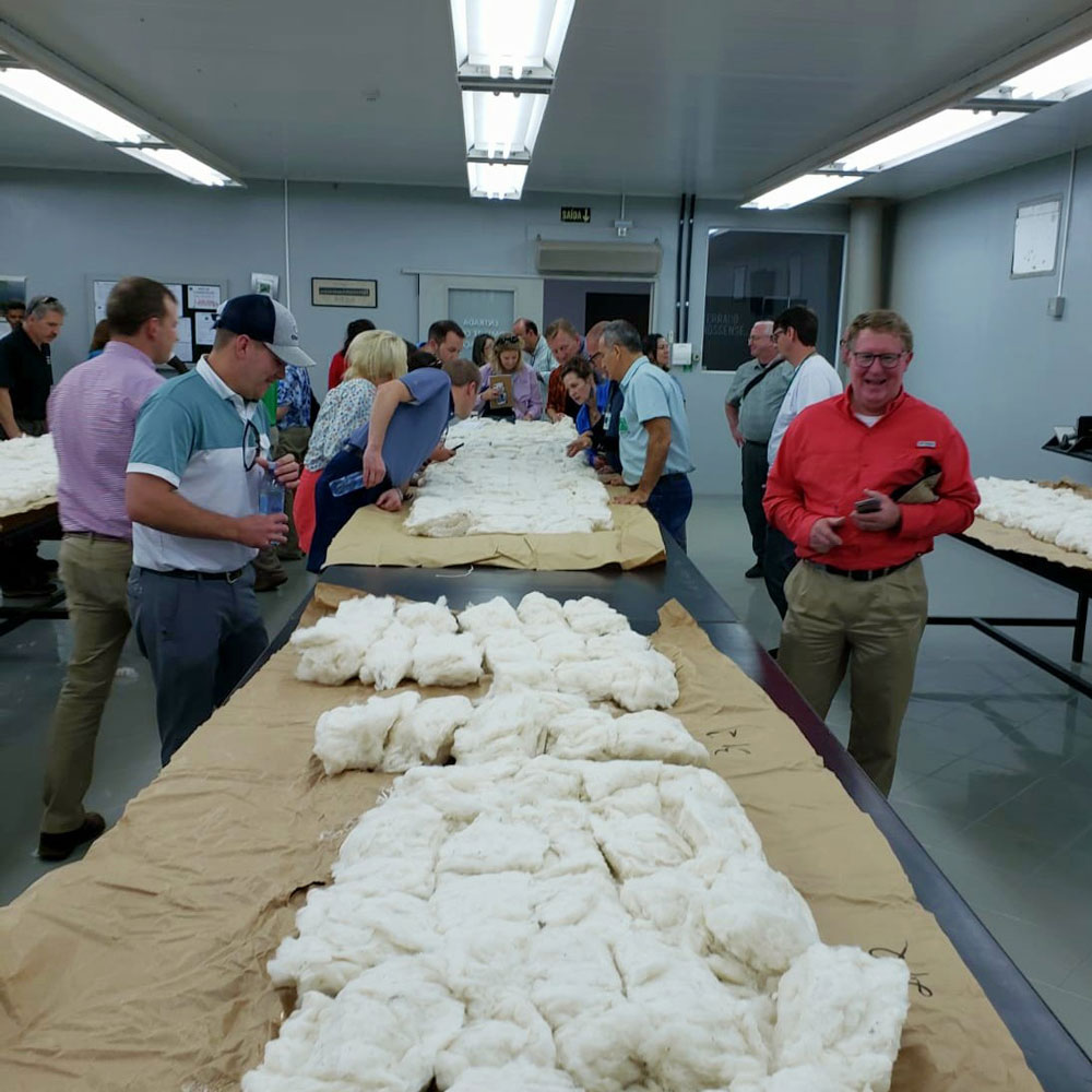 The group examining cotton samples that are ready to be graded for quality.