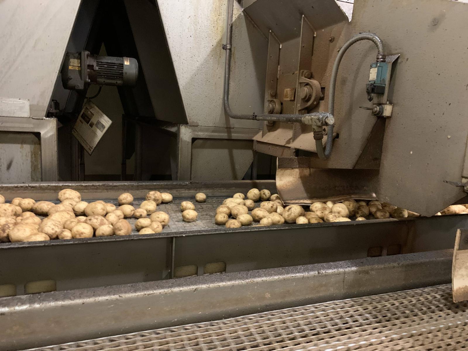 potatoes on a conveyor belt