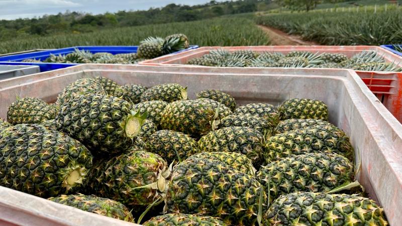 Pineapples in a crate ready for shipping.