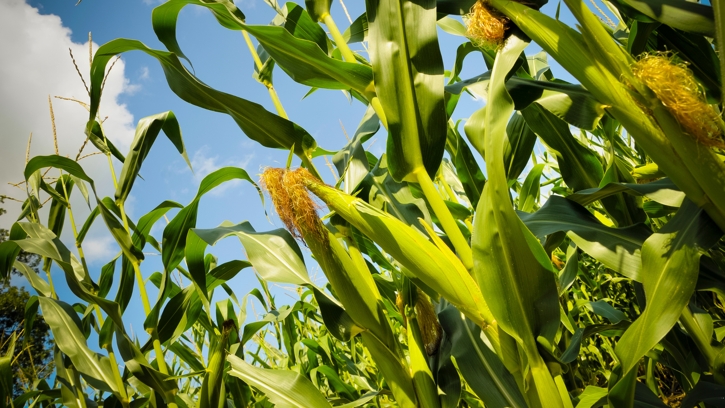 Ear of corn