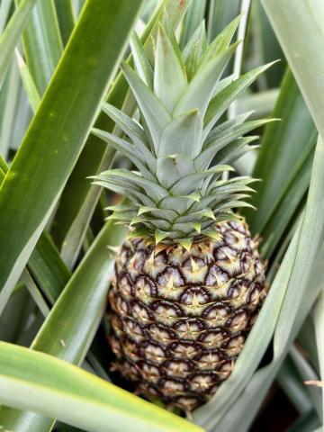 A ripe pineapple ready to be picked