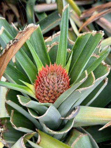A second-picking pineapple is in the flowering stage.