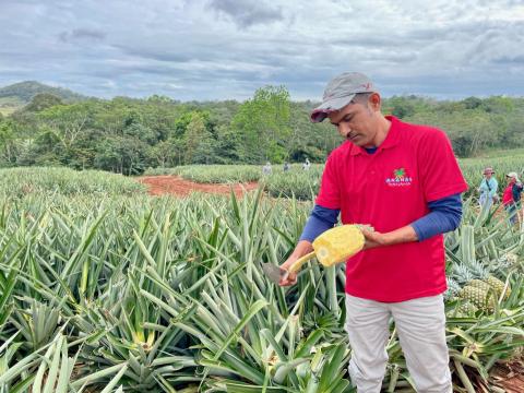 A field manager supplies fresh pineapple samples for fellows on a warm Panamá day.