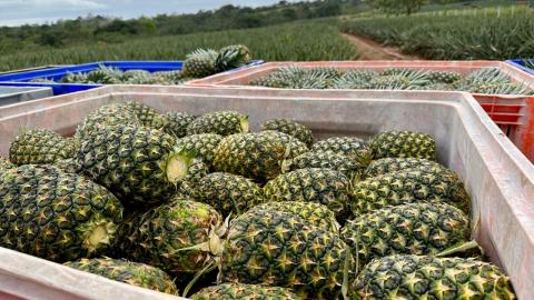 Pineapples are picked by hand. Cut with knives, they are packed into boxes to be sent to processing before being boxed for the client.