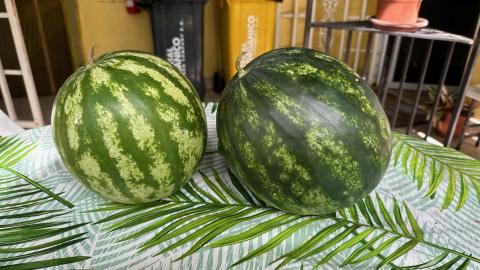 Two watermelons ready for shipping.