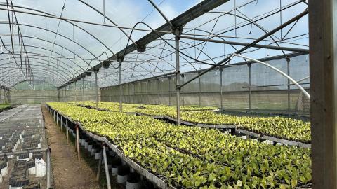 Newly grafted plants spend about three days in the greenhouse before being moved outside and prepared for in-field transplant.