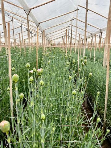 The primary flowers grown under Ayura’s 30ha of greenhouses are carnations and roses. The grow operation is a complex and well orchestrated system that produces stems for distribution around the globe. 