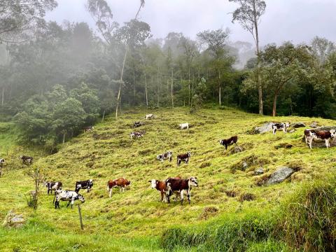 Normando cows were brought to Colombia about 140 years ago. They have proven a rugged, dual-purpose breed capable of grazing the steep hillsides of the cloud forest rangeland.