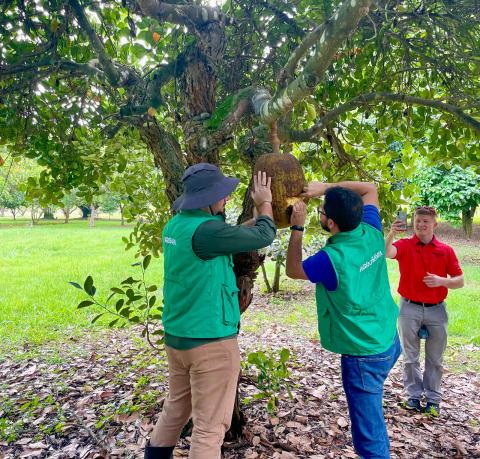 The Agrosavio staff work diligently to open a jackfruit to share with fellows the sweet “meat” held inside the thorny shell. 