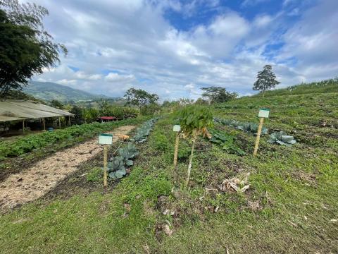 Backyard produce: Terraced gardens provide fruits and vegetables for La Huerta guests and add to the diverse landscape. 