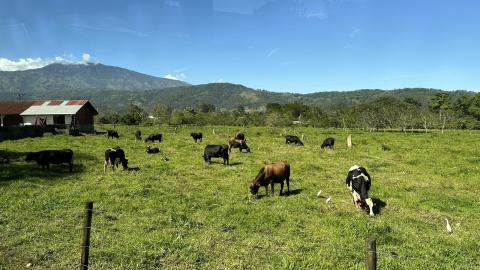 Cattle graze at the CATIE Beef and Dairy Sustainable Tropical Research facility