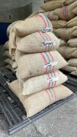 The sorted varieties are now ready to be packaged into liter bags for purchase by farmers in each specific Colombian coffee region