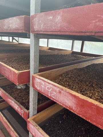 While lower commercial grade cherries are tumble dried over heat generated by burning the pruned branches of coffee bushes, more select product is sun dried in greenhouses