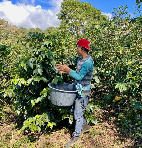The farm employs both local and migrant workers from Nicaragua who hand pick the cherries on several hundred hectares of production.