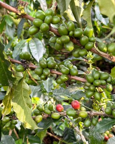 Coffee beans growing on a coffee plant.