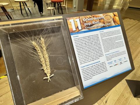 A display case holding a head of wheat.