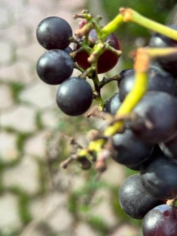 Photo of grapes growing at Katina HERTA Osmani Winery.
