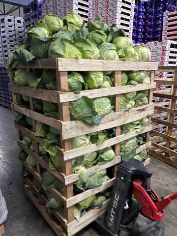 Cabbages! The in-season crop for Albanians was being prepared for market at the Domi Fruit facilities.